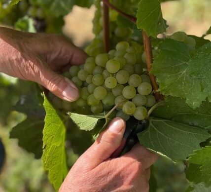 Handpluk druiven Champagne: intact houden van de trossen tijdens oogst (vendanges)