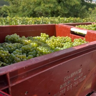 Champagne druiven in kleine kistjes van 50 kg om kneuzing te vermijden.