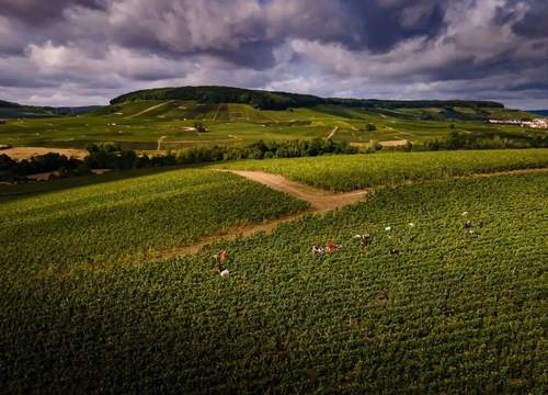 🍇Handwerk in Champagne: zo worden druiven geoogst