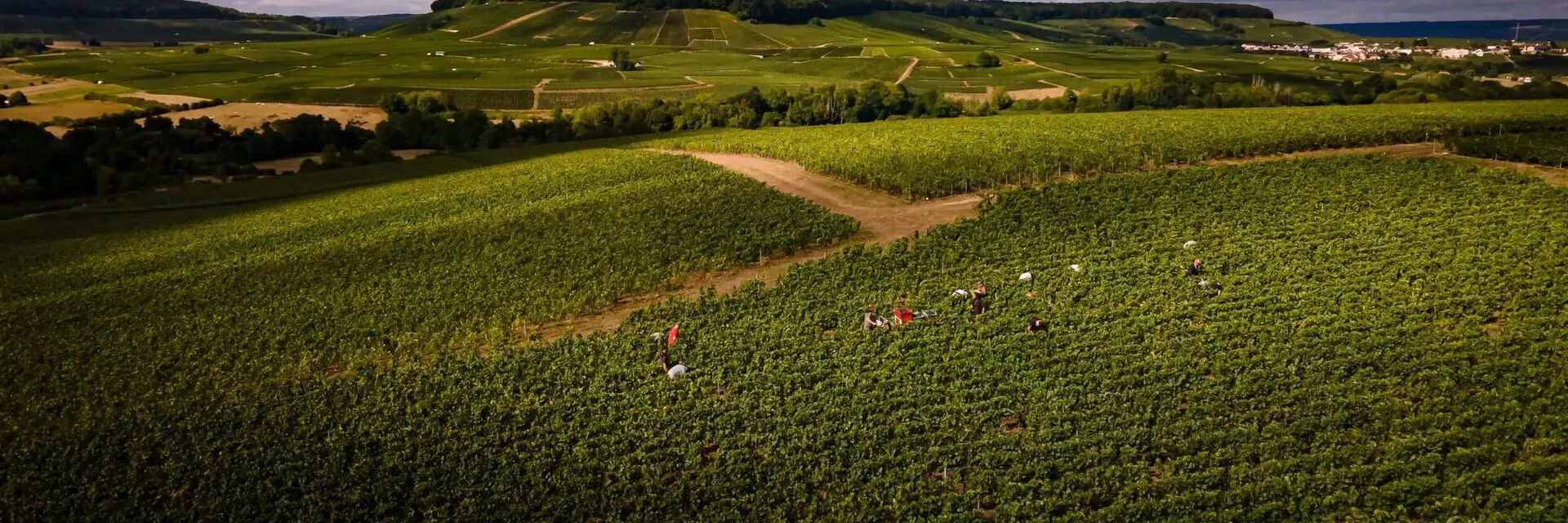 🍇Handwerk in Champagne: zo worden druiven geoogst