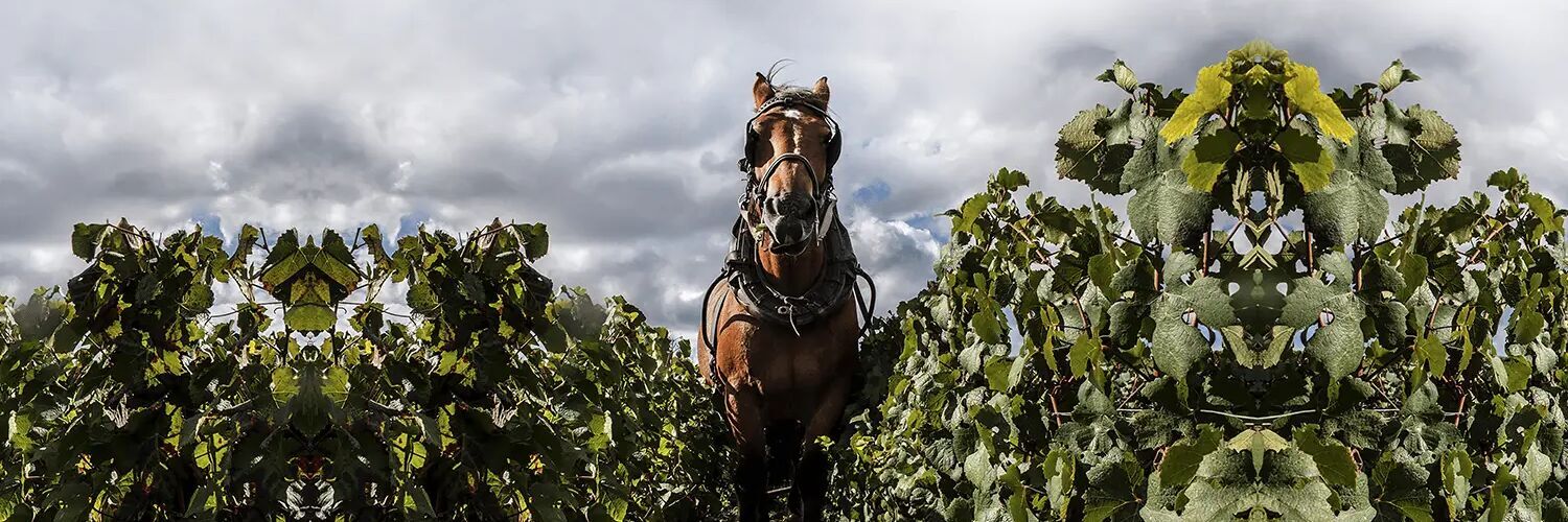 III Millénaire - Chardonnay - Brut - Premier Cru