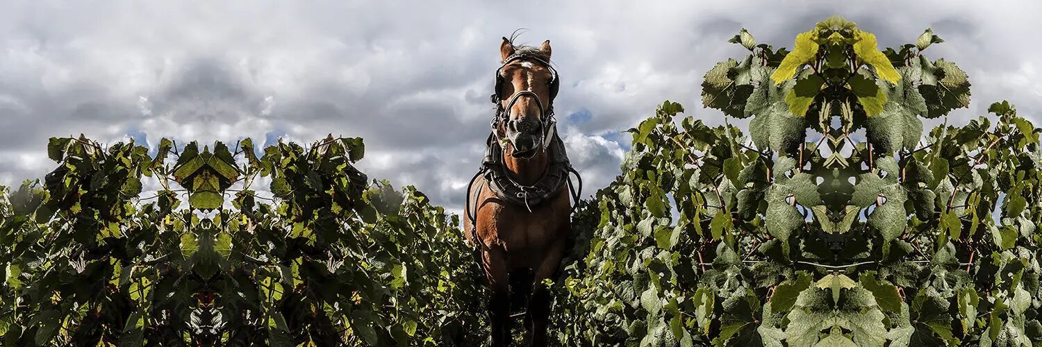 Le Don de la Mer - Brut - Premier Cru