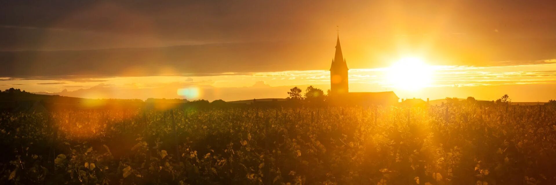 Blanc de Blancs - Brut -  Grand Cru